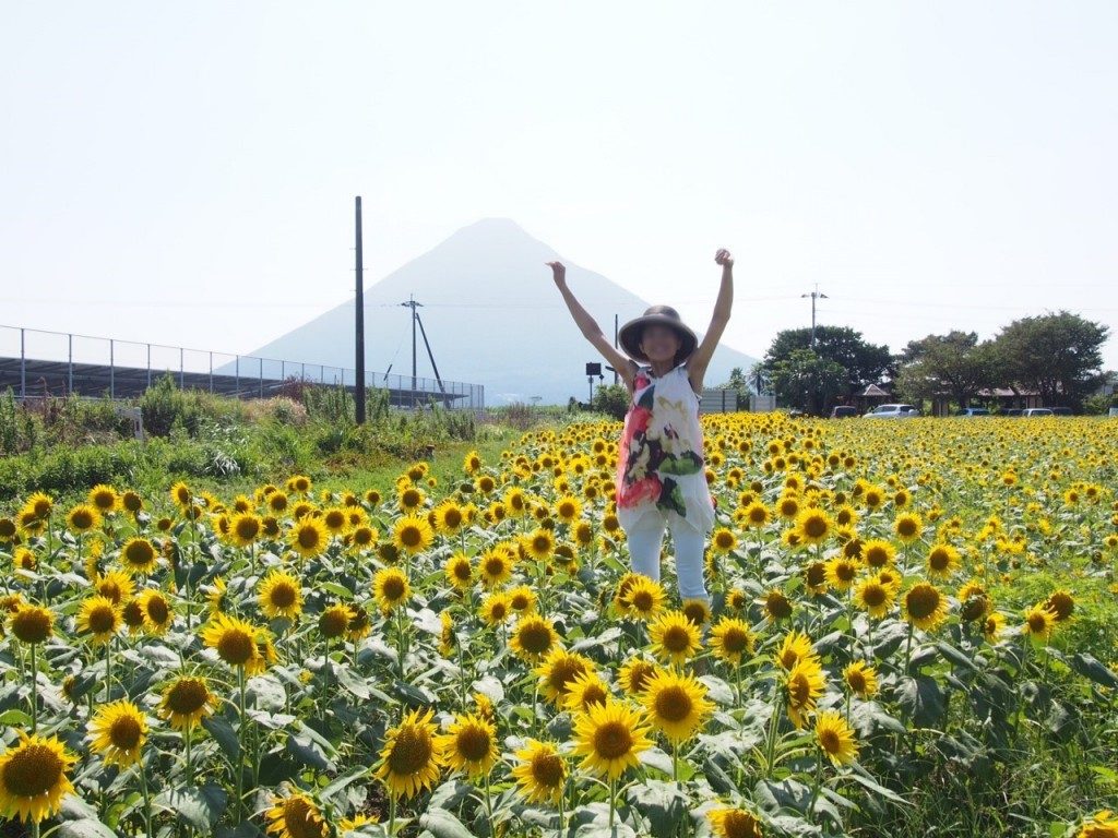 sunflower field