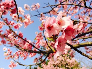 4c14f8eecdd59f4ed823f447d0a869186d7f4c5