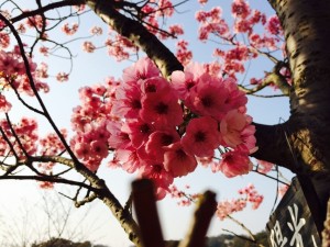 77ce51928030052f82772a3a8afa587d47bd350