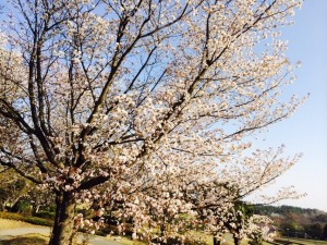 8e8b2e72d5dd782437cd1ef9788e8d3ba0d21d3