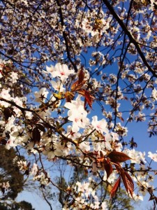 9223500a755cbc24ee86ab9af0f9fd13edc8181