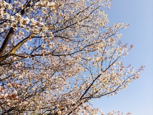 b3f534e7493fb8a5a1f2d018a58e2cad004599a