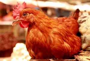 chicken