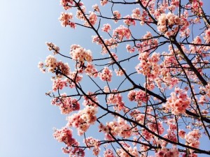 d8d7bc5acd282794f3cf254224d206f5d076c4a