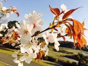 f58b06a961fe5f49d819a9b0c29a7f644f93819