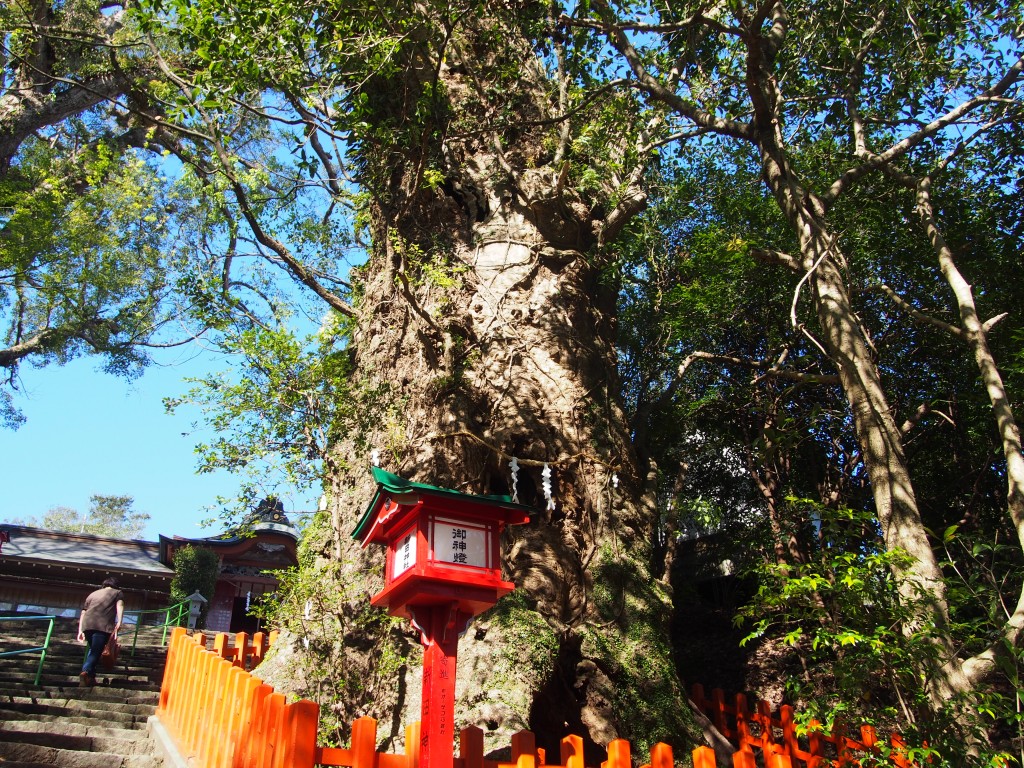 新田神社の御神木