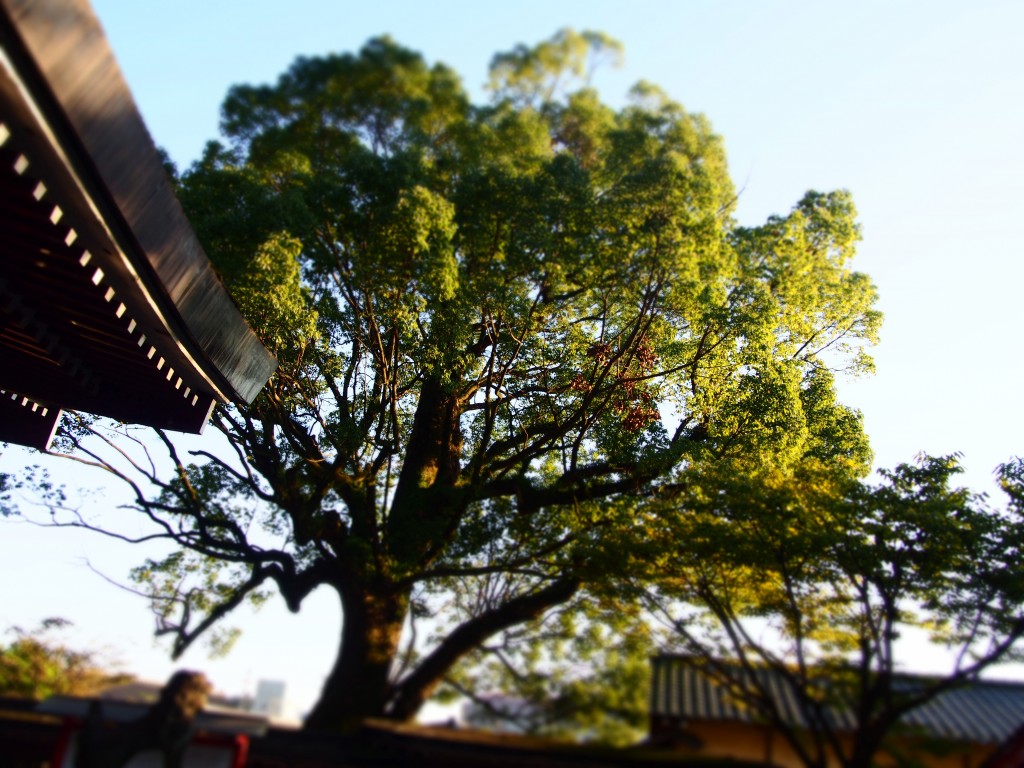 鹿児島神社　クスノキ　楠　camphor tree kagoshima shrine