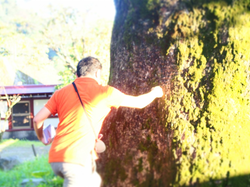 鹿児島神社 クスノキ kagoshima shrine camphor tree 鹿児島神社 クスノキ kagoshima shrine camphor tree