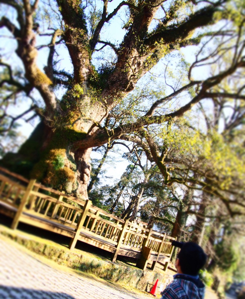 Kamou Camphor Tree in Kagoshima, Japan Kamou Camphor Tree in Kagoshima, Japan