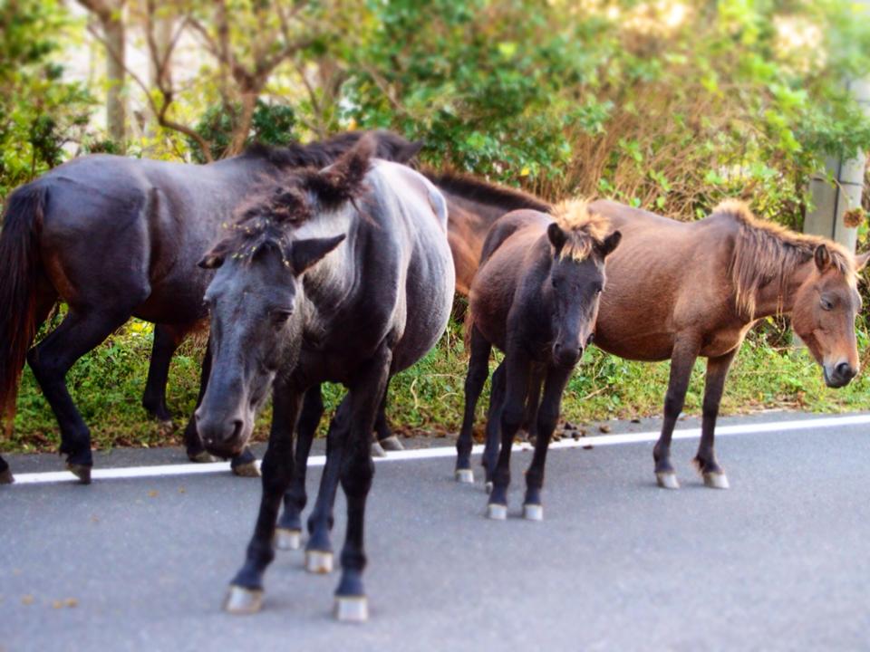 wild horses misaki-uma at cape toi