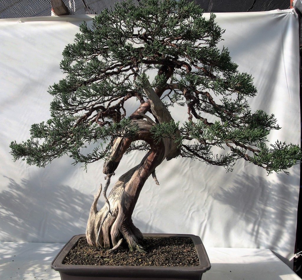 excellent bonsai of tree market