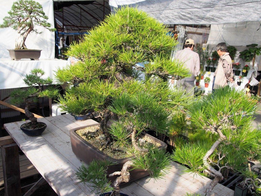 bonsai art of tree market
