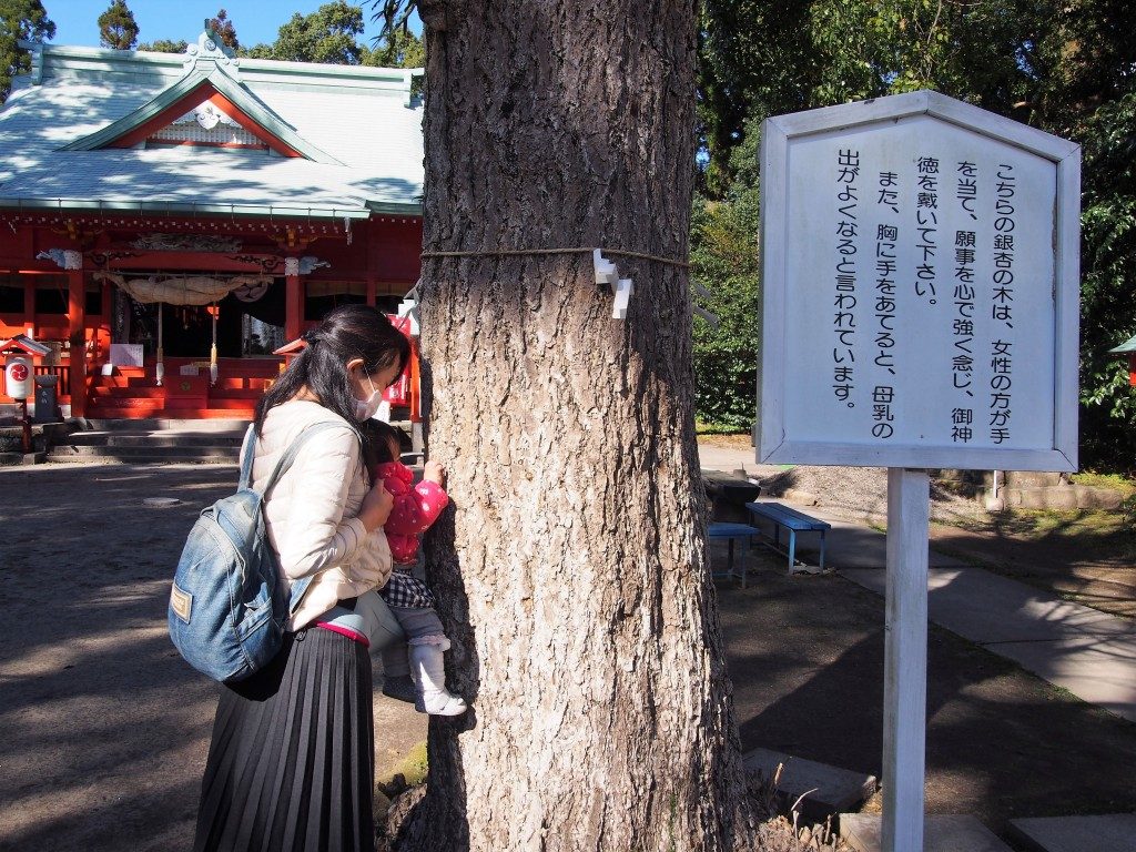 大汝牟遅神社のイチョウ
