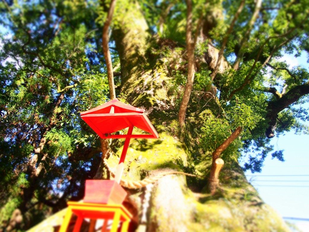 大汝牟遅神社の御神木