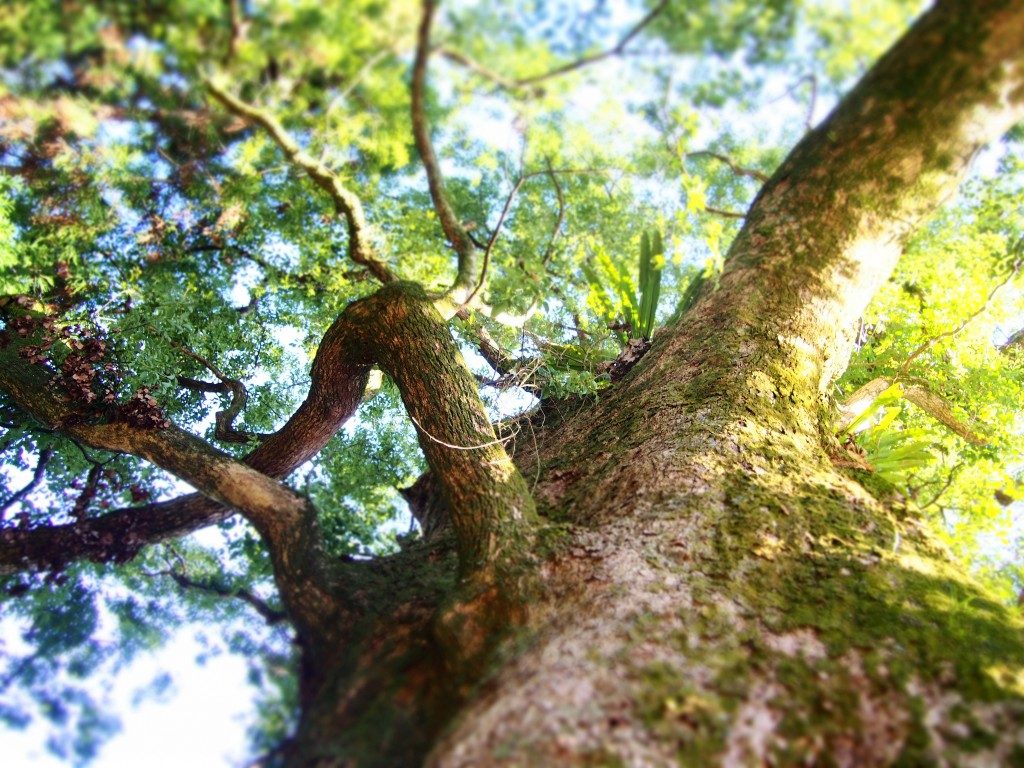 大汝牟遅神社の大楠