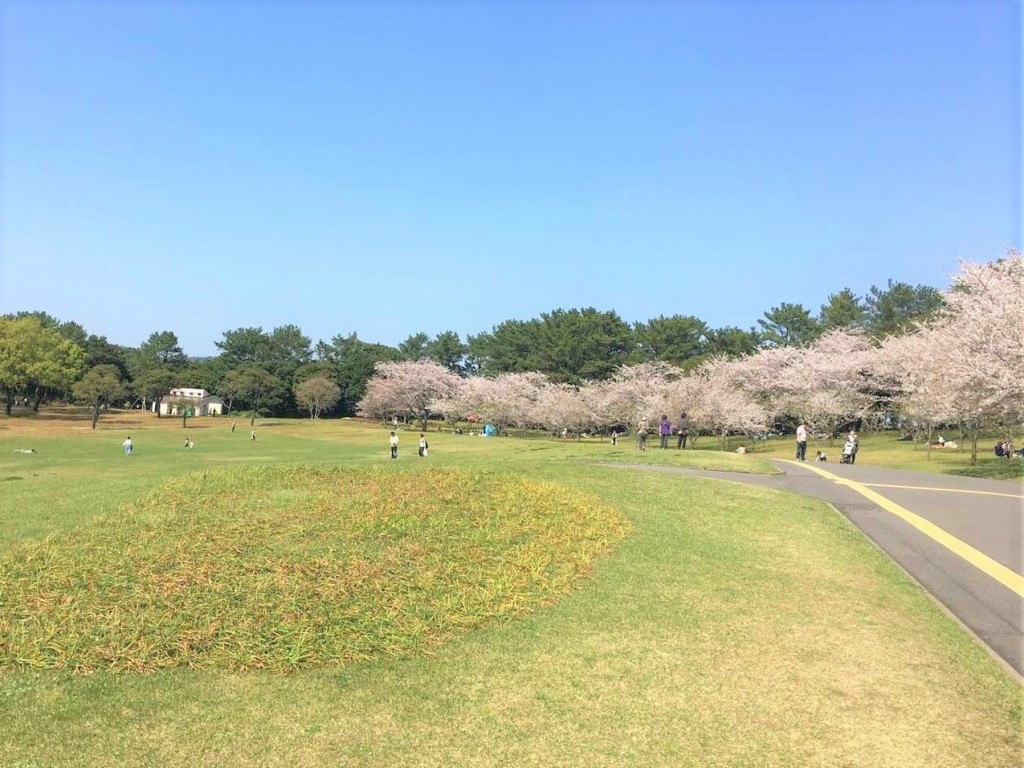 鹿児島県立吉野公園の桜並木
