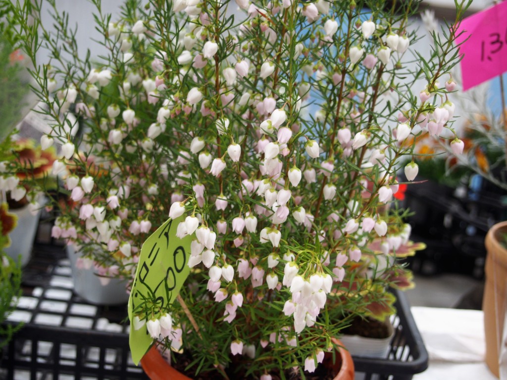 ボロニアの花