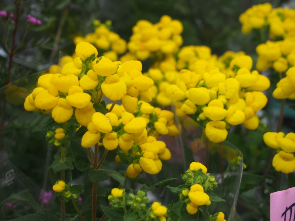 カルセオラリアの花