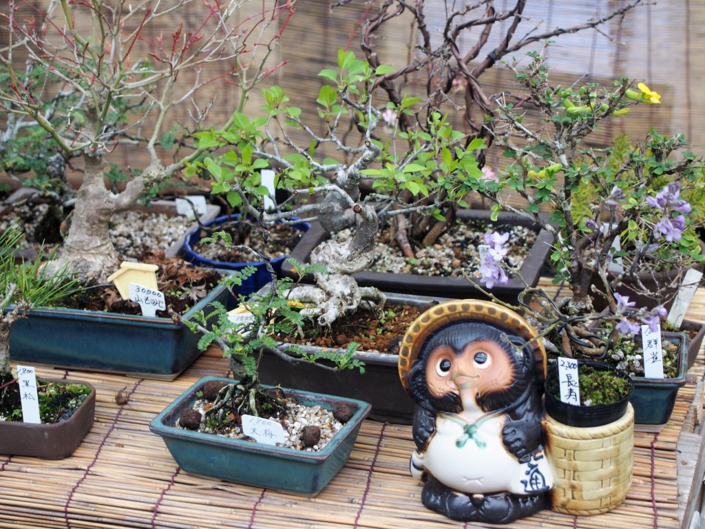 春の木市の盆栽