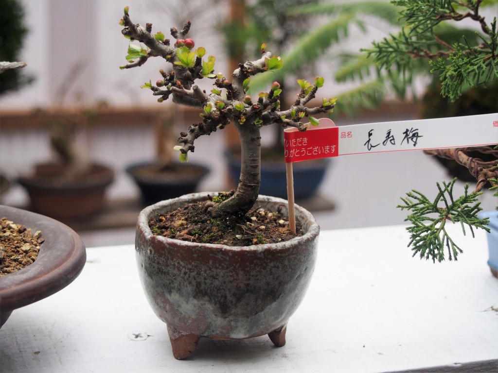 春の木市の長寿梅