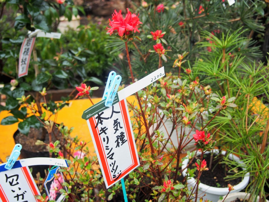 春の木市