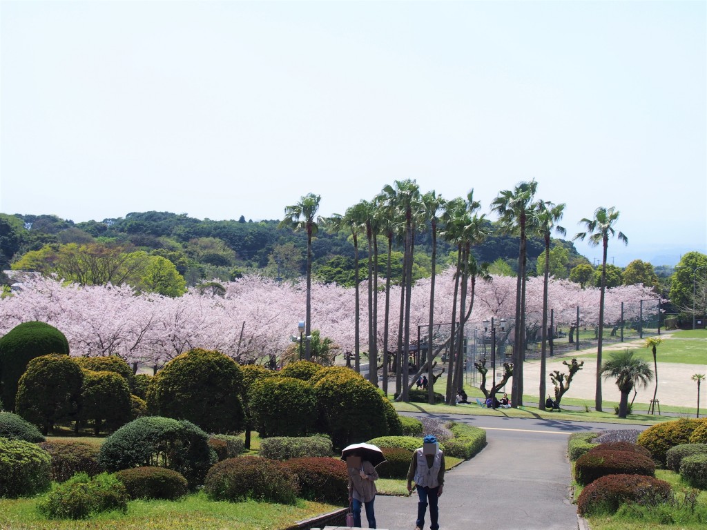 鹿児島県立吉野公園の桜並木