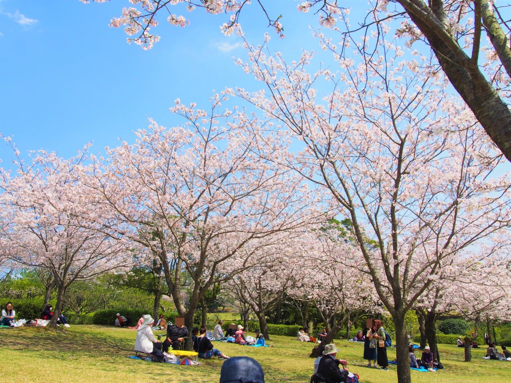 鹿児島県立吉野公園のお花見