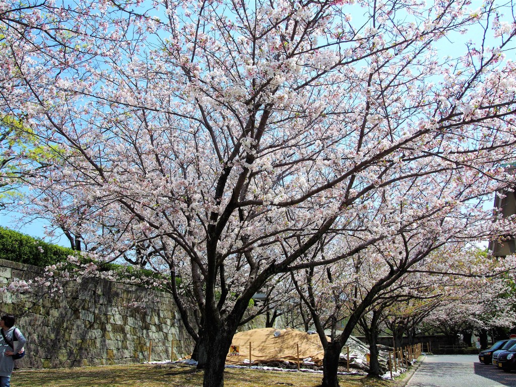 鹿児島県立図書館の桜