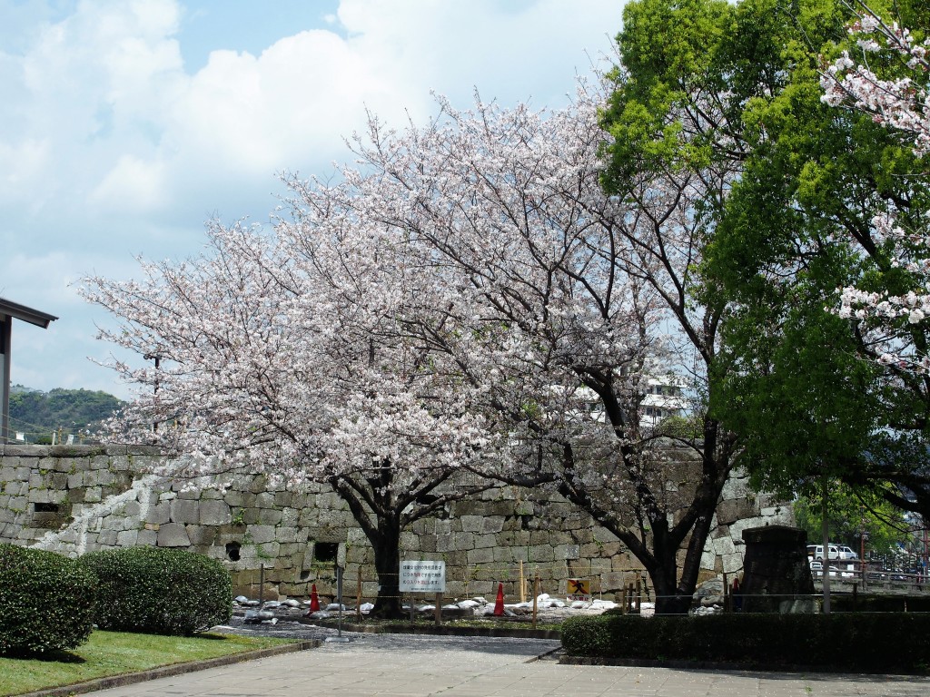 鹿児島県立図書館の桜