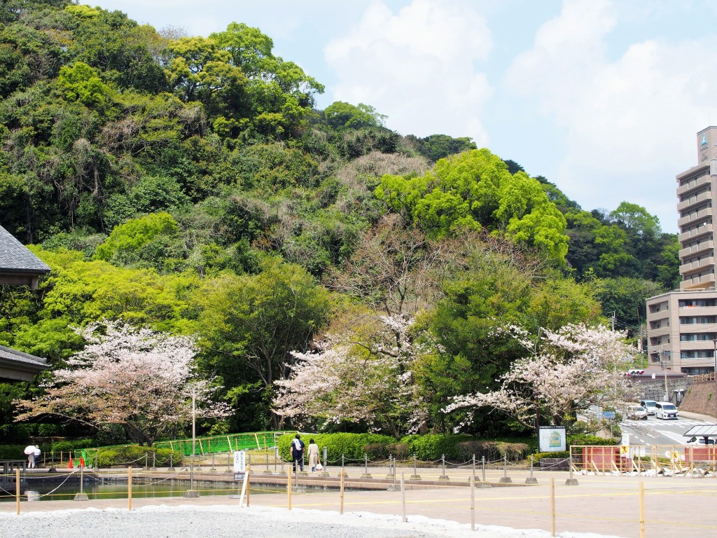 鶴丸城の桜