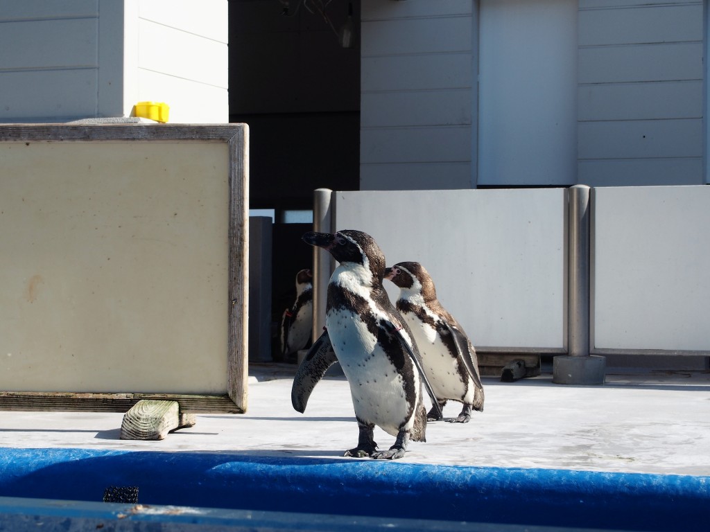 志布志大黒イルカランドのペンギン