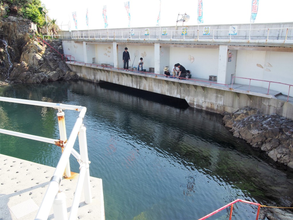 志布志大黒イルカランド 大迫力のイルカショーを見に行こう 地元人おすすめ 鹿児島観光ガイド