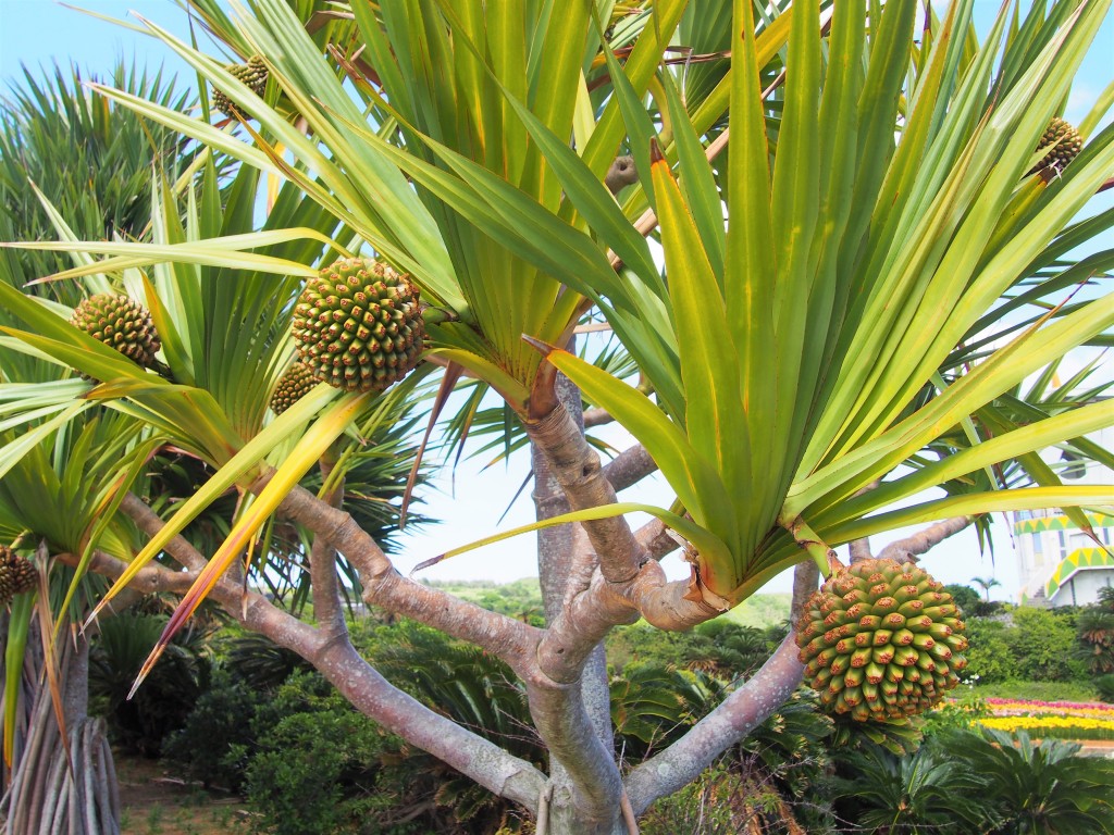 笠石海浜公園の植物