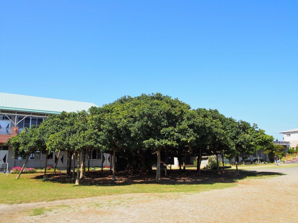 日本一のガジュマル 沖永良部島 樹齢118年の大木に驚愕 地元人おすすめ 鹿児島観光ガイド