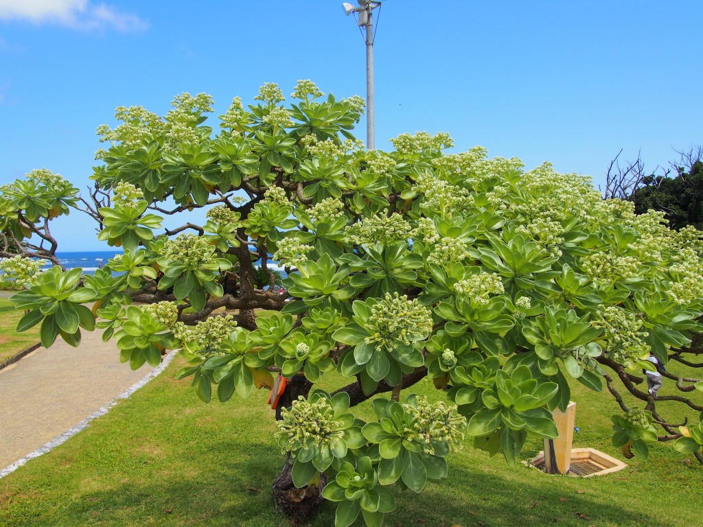 笠石海浜公園