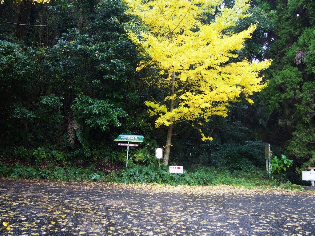 養蚕農家カフェ 桑の実への道