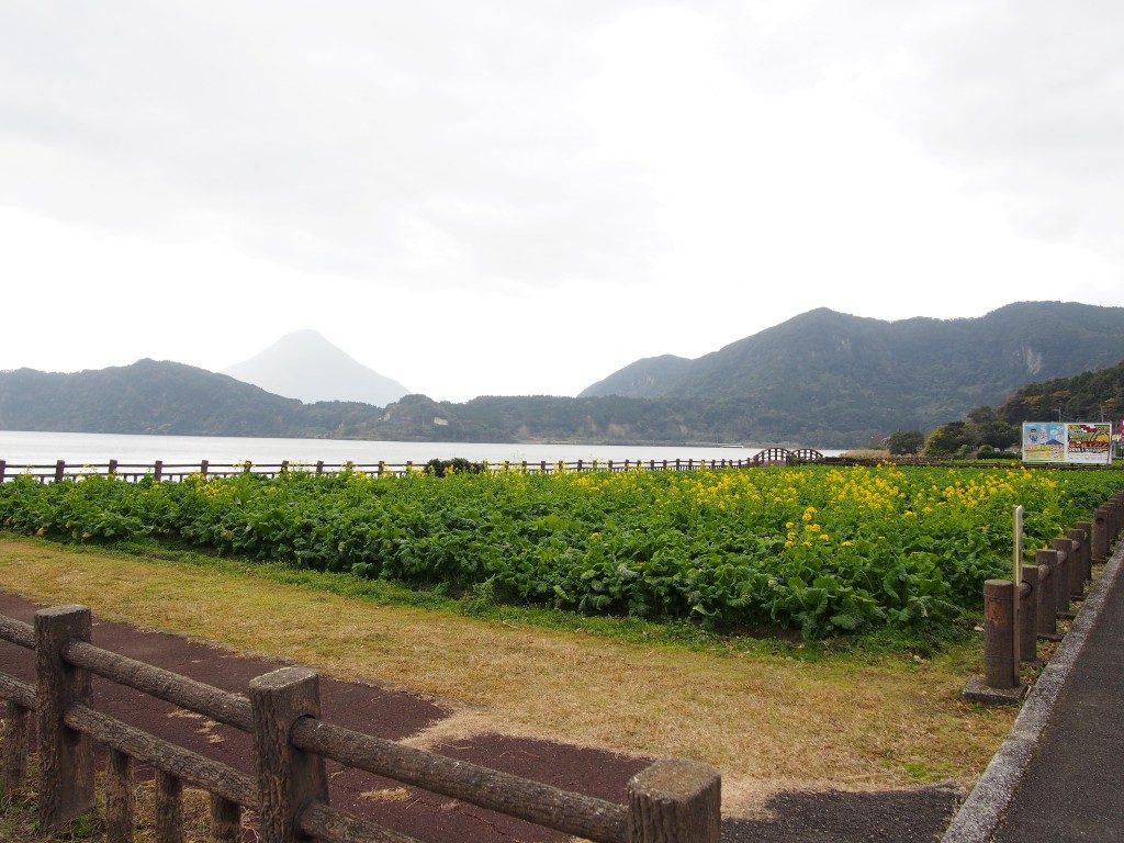 『池田湖パラダイス』前の菜の花畑