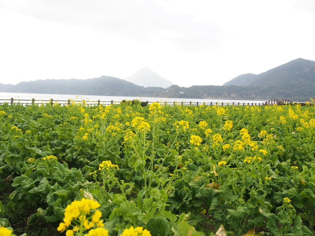 『池田湖パラダイス』前の菜の花畑