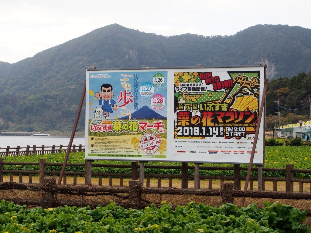 『池田湖パラダイス』前の菜の花畑