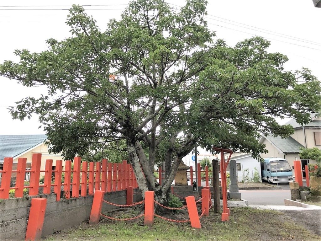 御神木のアコウの木