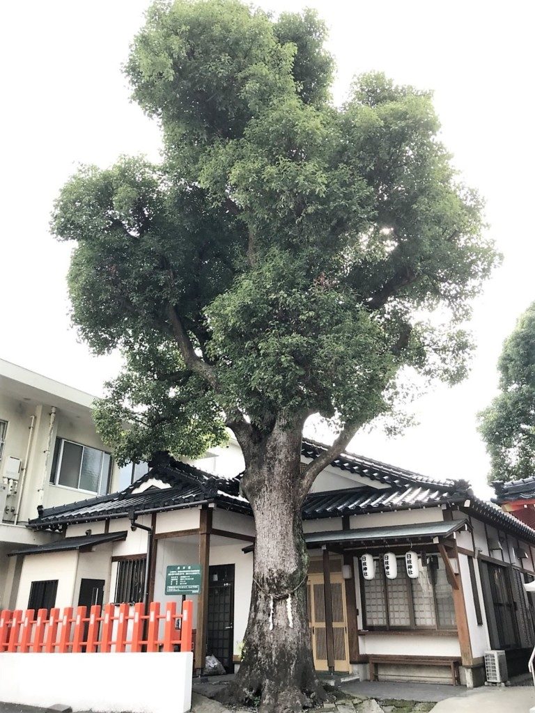 日枝神社の御神木