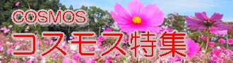 コスモス特集バナー
