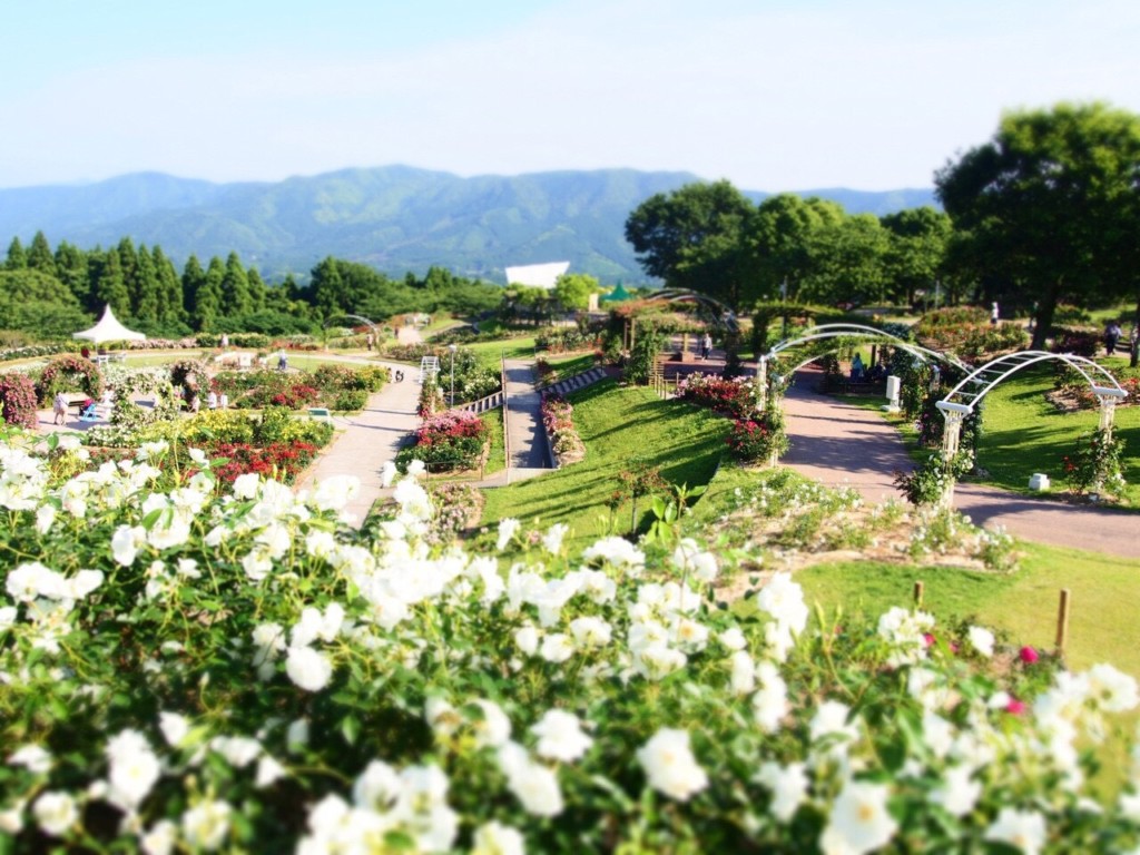 かのやバラ園