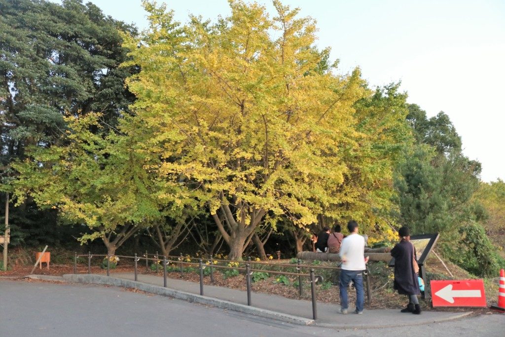 垂水千本イチョウ園