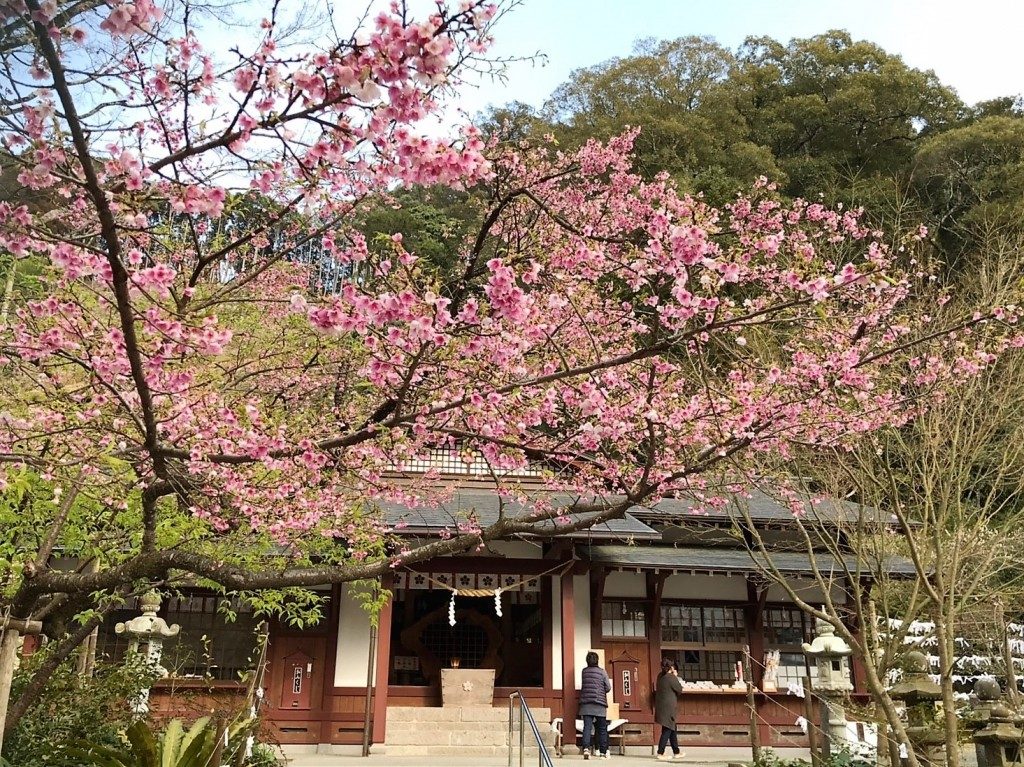 藤川天神の臥竜梅