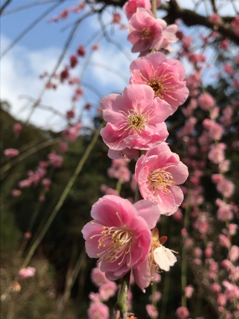 藤川天神の臥竜梅