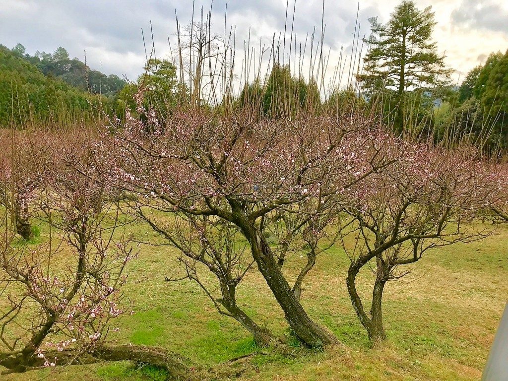 藤川天神の臥竜梅