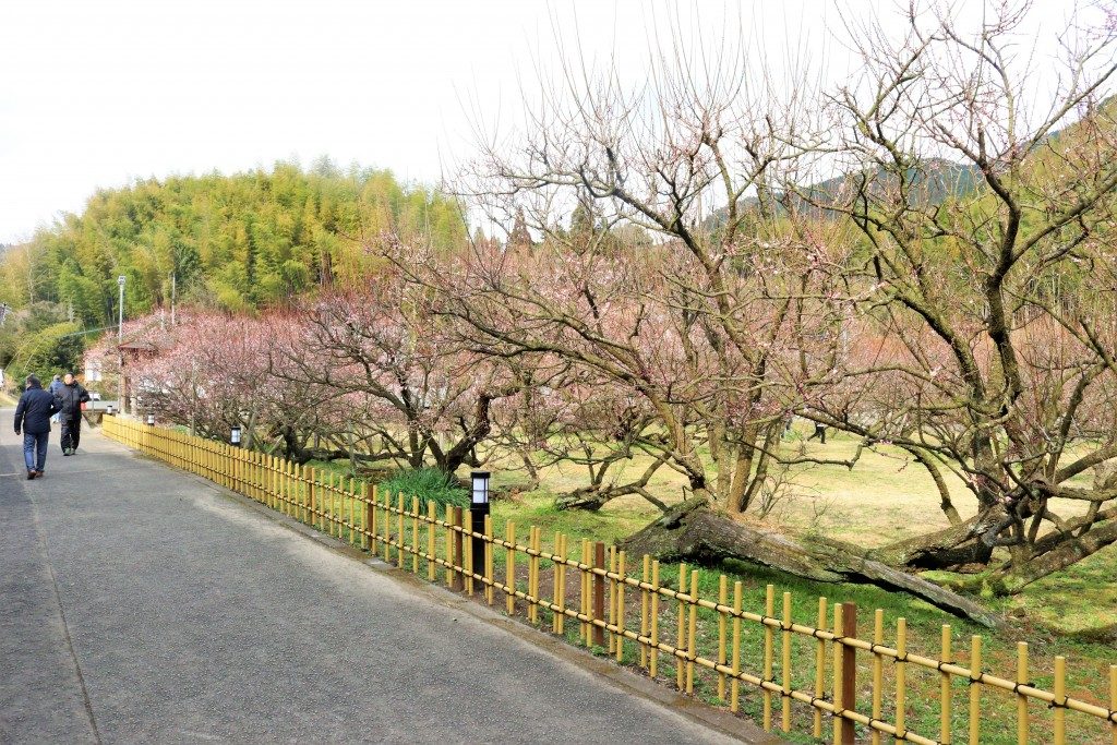 藤川天神の臥竜梅