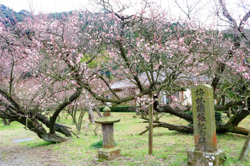 藤川天神の臥竜梅