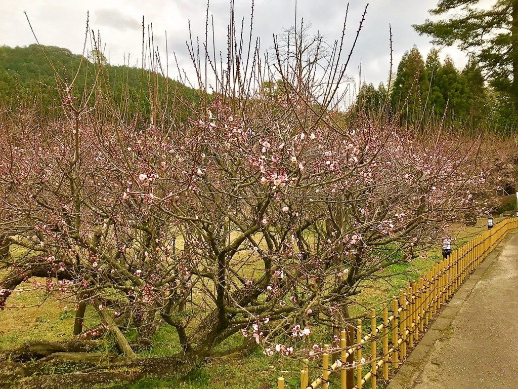 藤川天神の臥竜梅